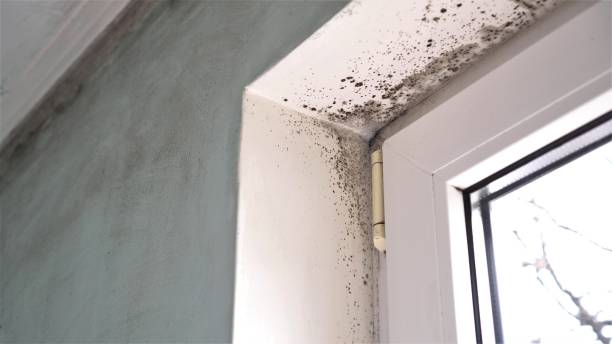 Best Basement Mold Remediation in Alma, GA