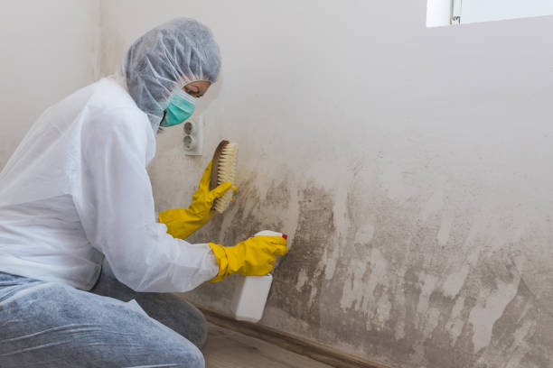 Best Industrial Mold Remediation in Alma, GA