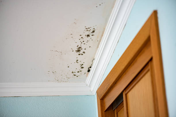 Best Residential Mold Remediation in Alma, GA