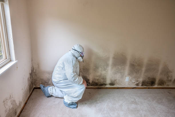 Best Localized Mold Remediation (e.g., coastal areas, humid climates) in Alma, GA