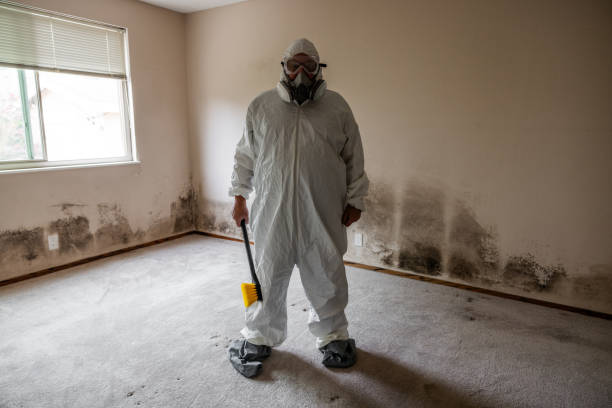 Best Black Mold Remediation in Alma, GA