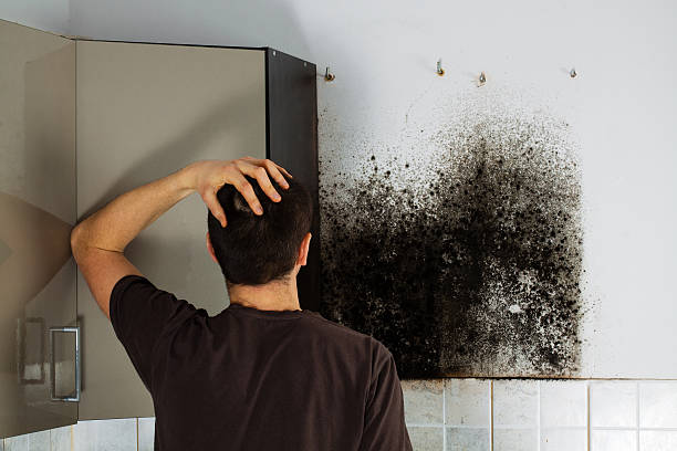 Best Emergency Mold Remediation in Alma, GA