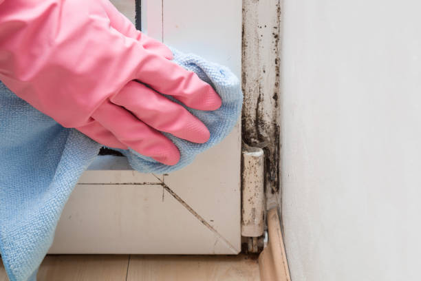 Best Industrial Mold Remediation in Alma, GA