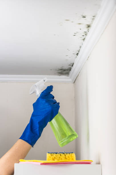 Best Attic Mold Remediation in Alma, GA